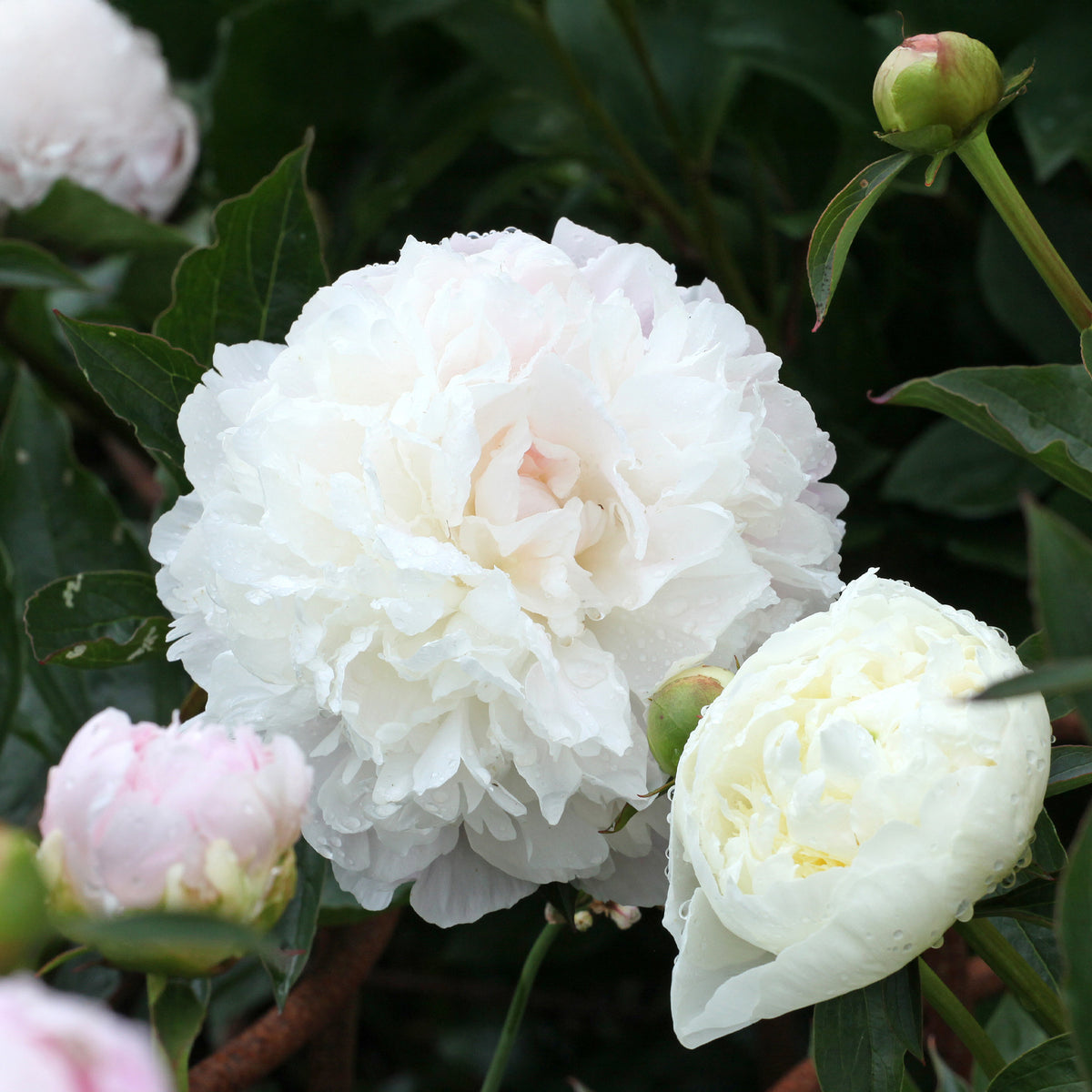 Pioenroos 'Duchesse de Nemours' - Paeonia lactiflora Duchesse de Nemours - Willemse