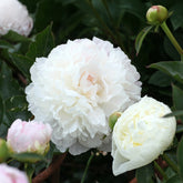 Pioenroos 'Duchesse de Nemours' - Paeonia lactiflora Duchesse de Nemours - Willemse