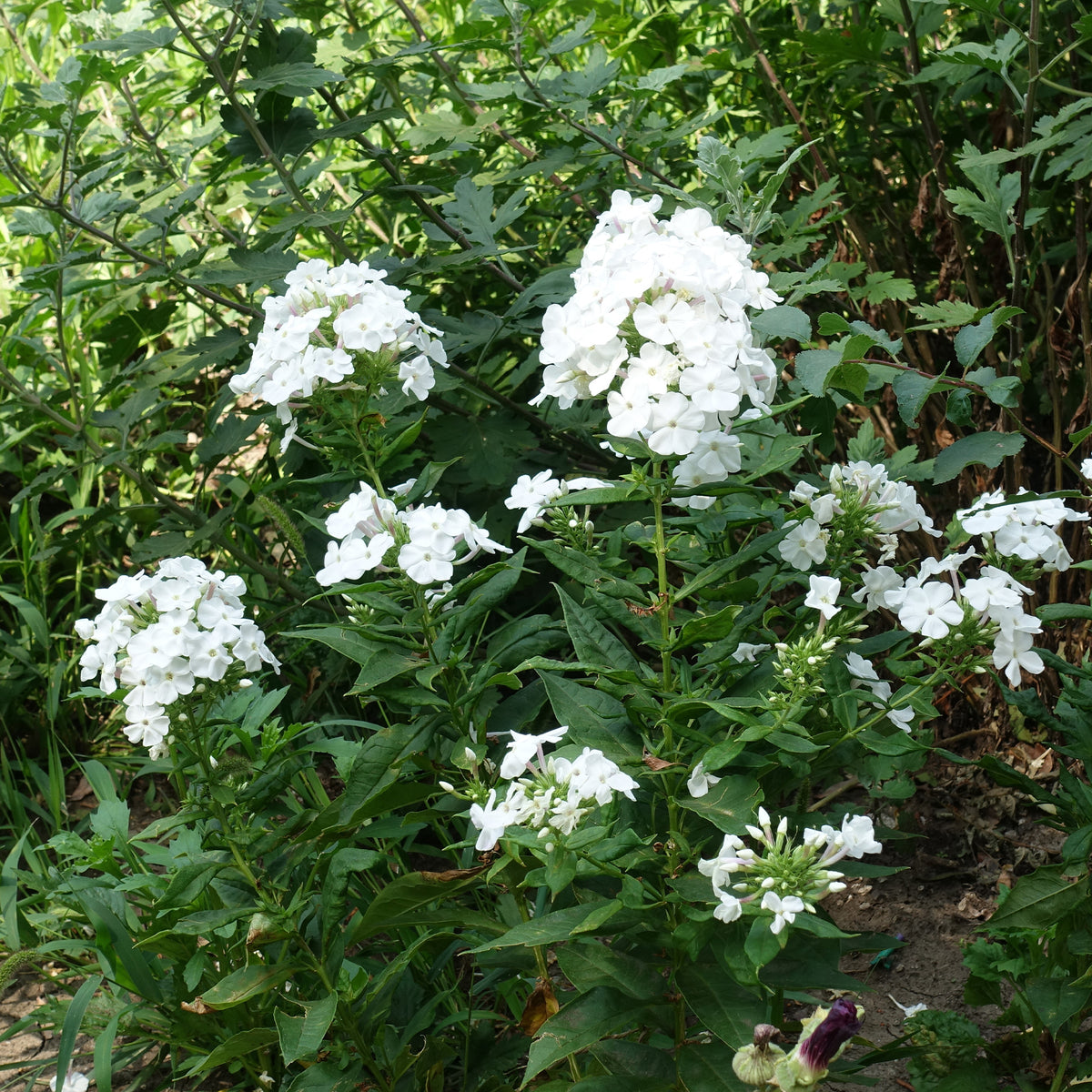 Phlox - Vlambloem 'White Admiral' - Phlox paniculata white admiral