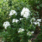 Phlox - Vlambloem 'White Admiral' - Phlox paniculata white admiral