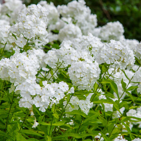 Vlambloem 'White Admiral' - Willemse