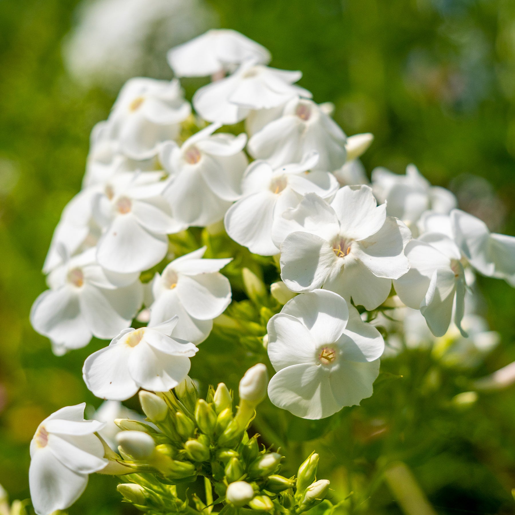 Vlambloem 'White Admiral' - Phlox paniculata white admiral - Willemse