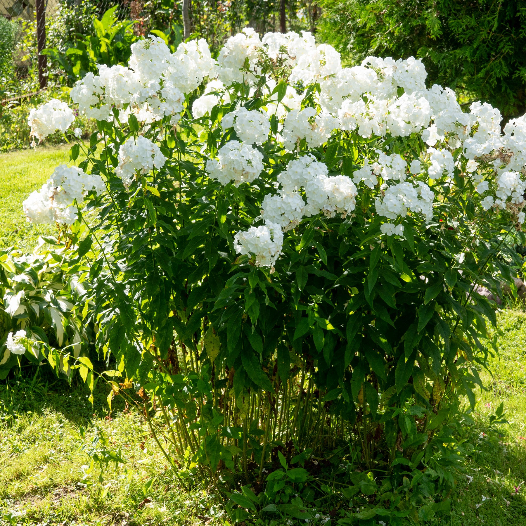Phlox paniculata white admiral - Vlambloem 'White Admiral' - Phlox