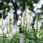 Scharnierplant 'Alba'