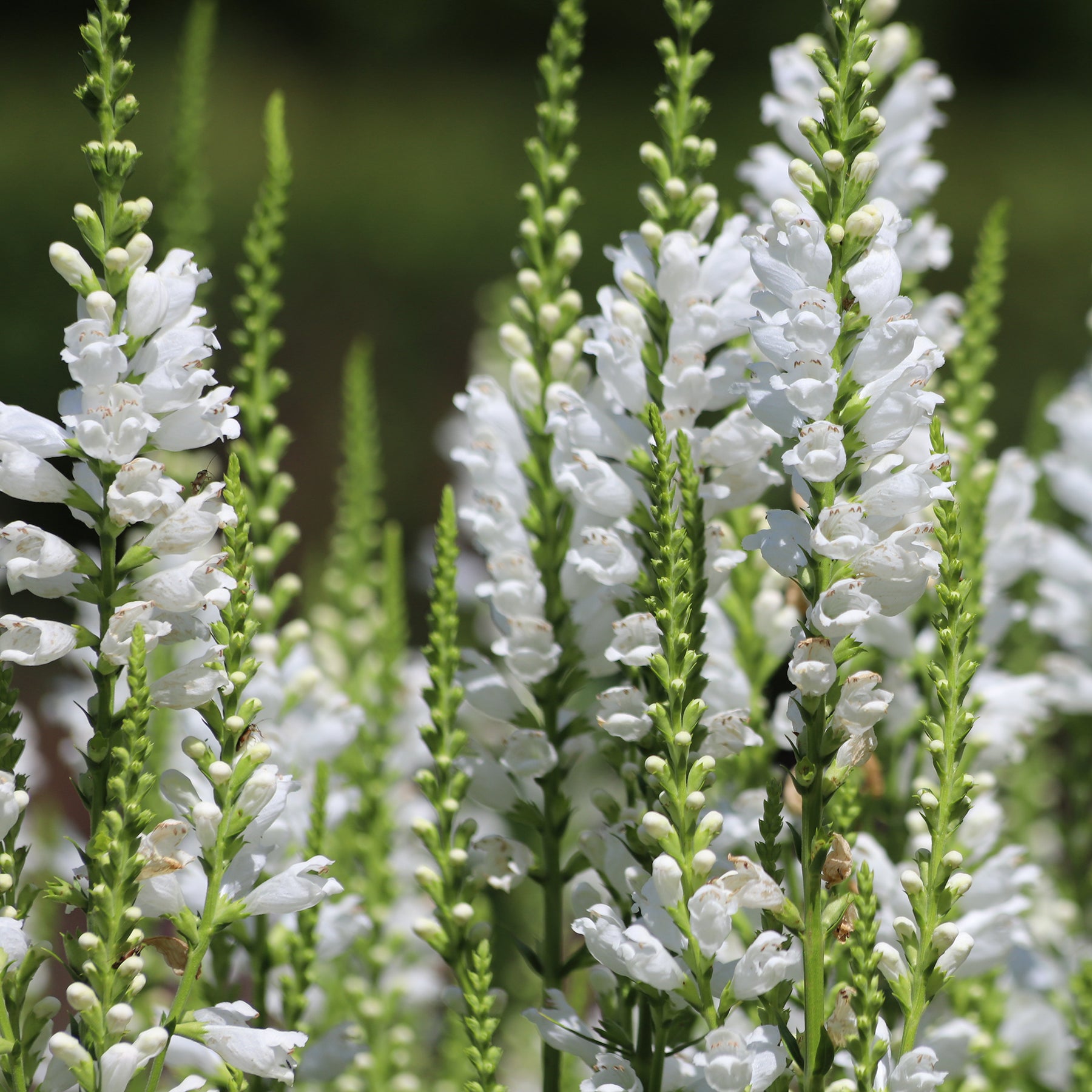 Scharnierplant 'Alba'