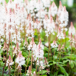Schuimbloem Tiarella 'Pink Skyrocket' - Willemse