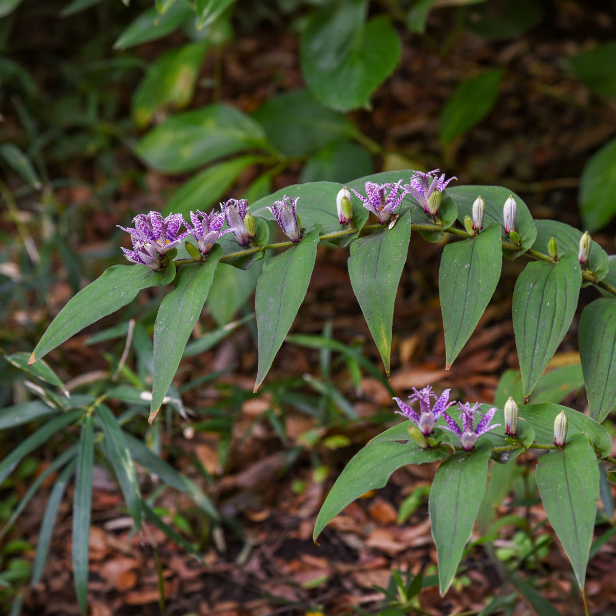 Armeluisorchidee - Willemse