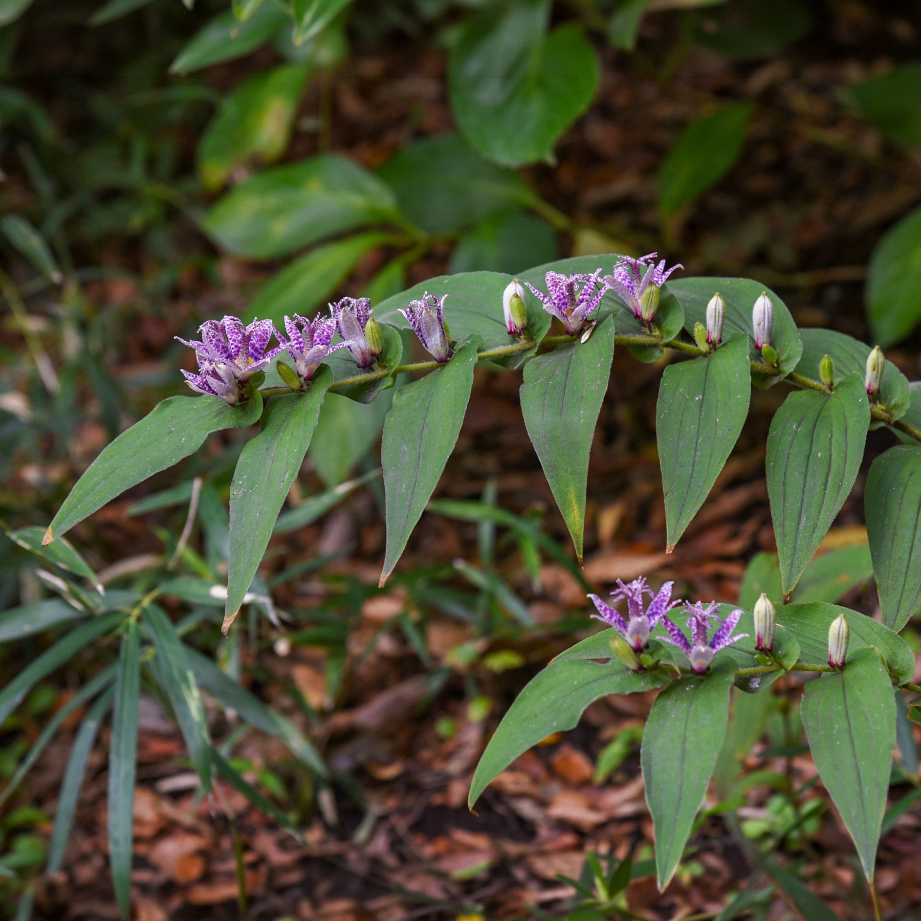 Armeluisorchidee - Willemse
