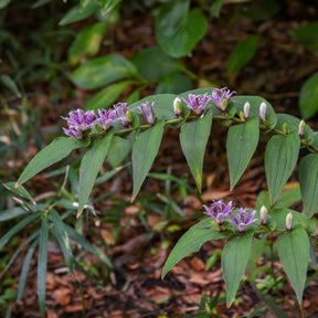 Armeluisorchidee - Willemse