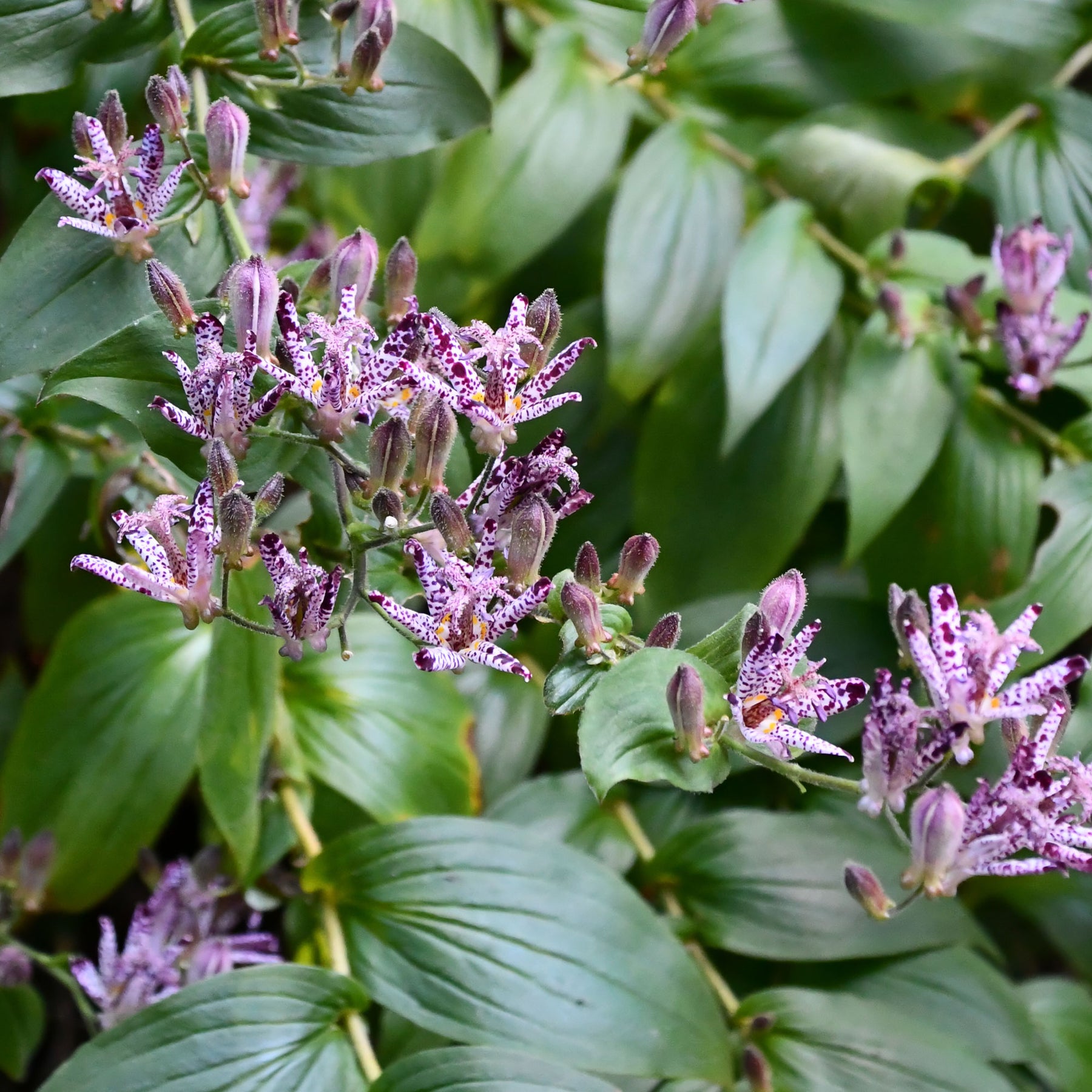 Armeluisorchidee