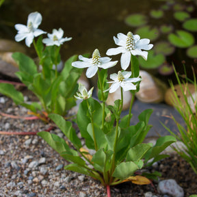 Alle vijverplanten - Californische Anemopsis - Anemopsis californica