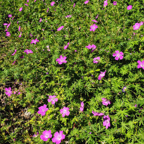 Moeraskraanvogel - Geranium palustre - Willemse