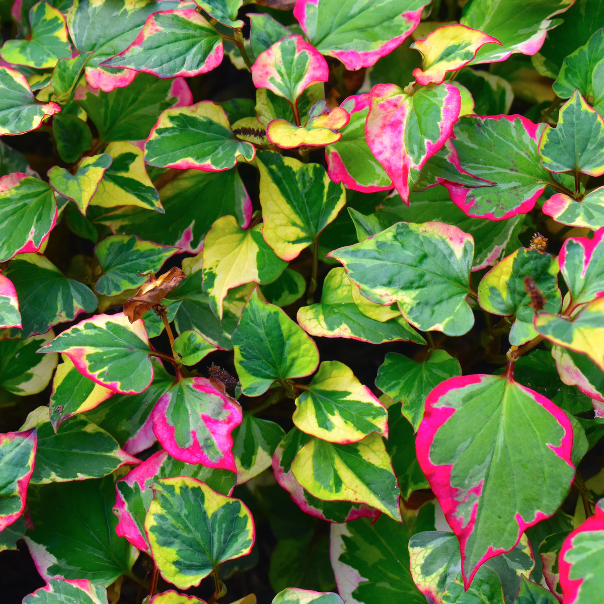 Moerasanemoon 'Chameleon' - Houttuynia cordata chameleon - Willemse