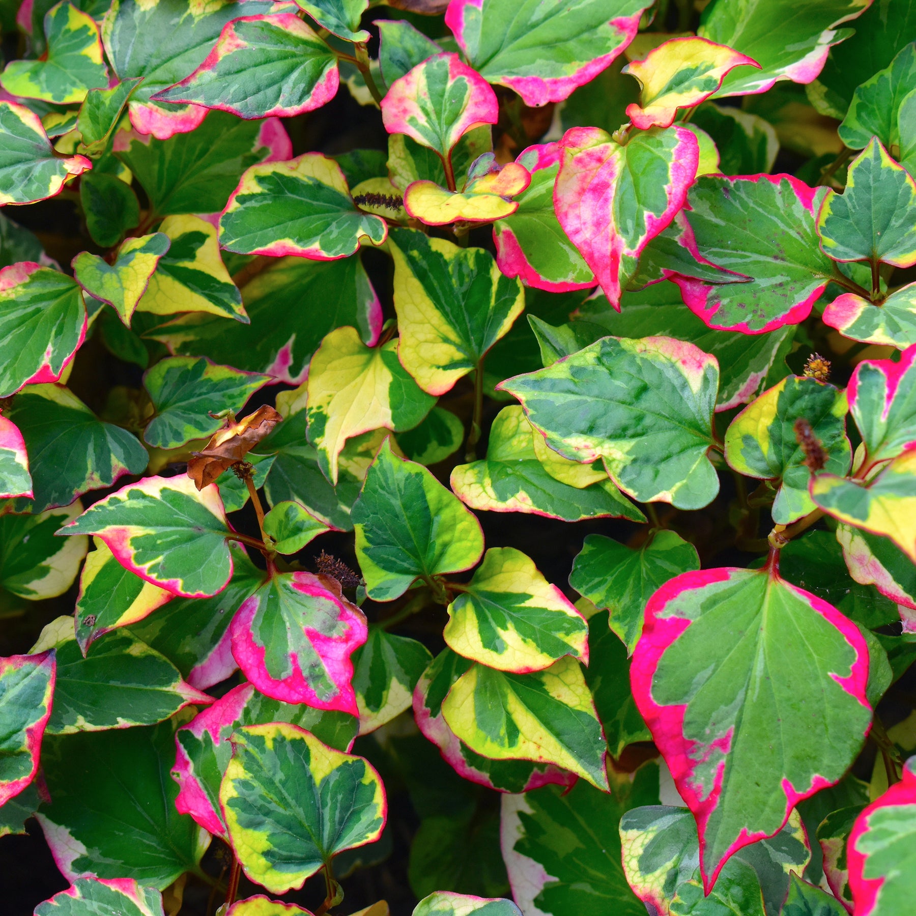 Houttuynia cordata chameleon - Moerasanemoon 'Chameleon' - Alle vijverplanten