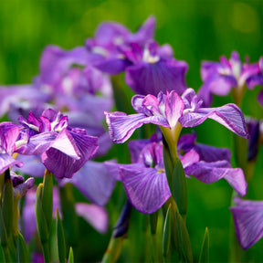 Japanse iris kaempferi paars - Moerasplant, Oeverplant