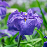 Japanse iris kaempferi paars - Moerasplant, Oeverplant - Iris kaempferi - Willemse