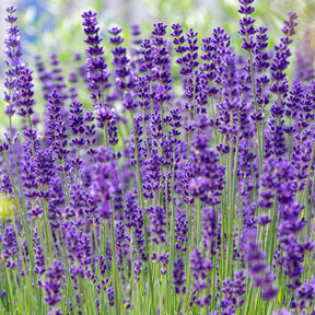Lavendel 'Hidcote' - Lavandula angustifolia Hidcote - Willemse