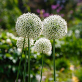 Sierui 'Mount Everest' (x2) - Allium stipitatum mount everest - Willemse