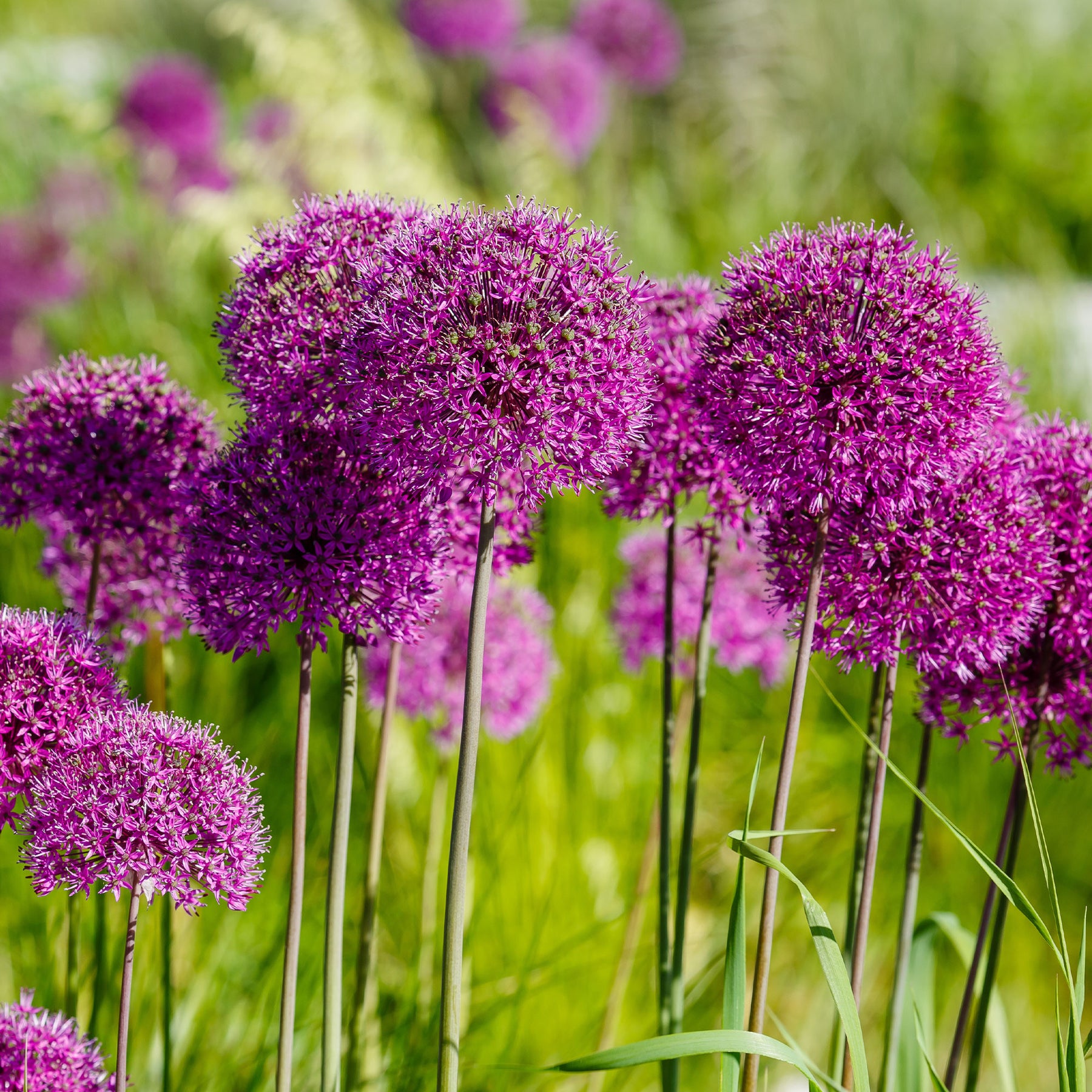 Allium - Sierui 'Purple Sensation' (x10) - Allium aflatunense Purple Sensation