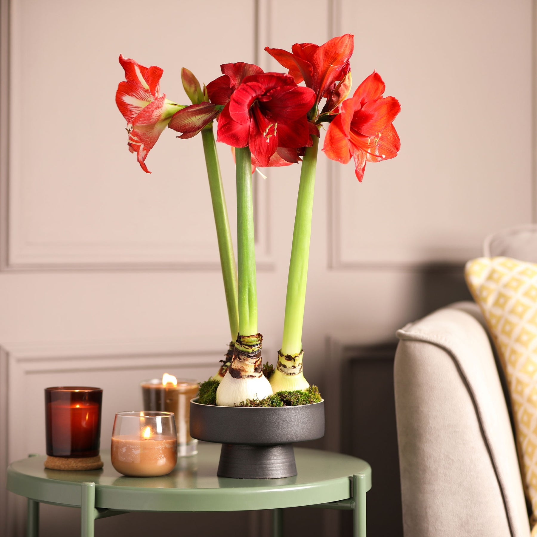 Amaryllis 'Red Lion' - Willemse