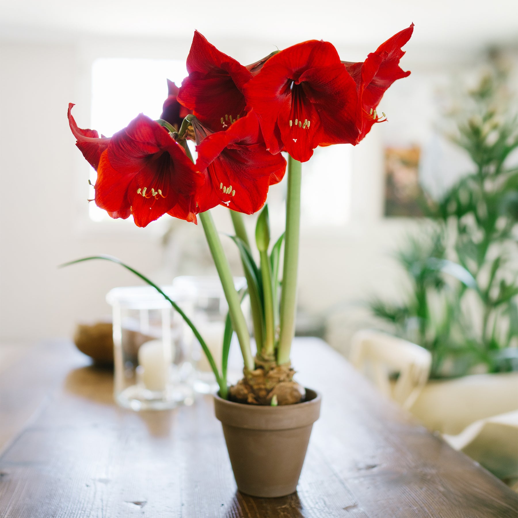 Amaryllis red lion - Amaryllis 'Red Lion' - Amaryllis
