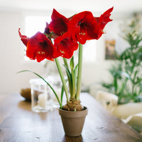 Amaryllis red lion - Amaryllis 'Red Lion' - Amaryllis