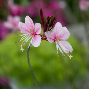 Gaura lindheimeri siskiyou pink - Lindheimers prachtkaars 'Siskiyou Pink' - Gaura