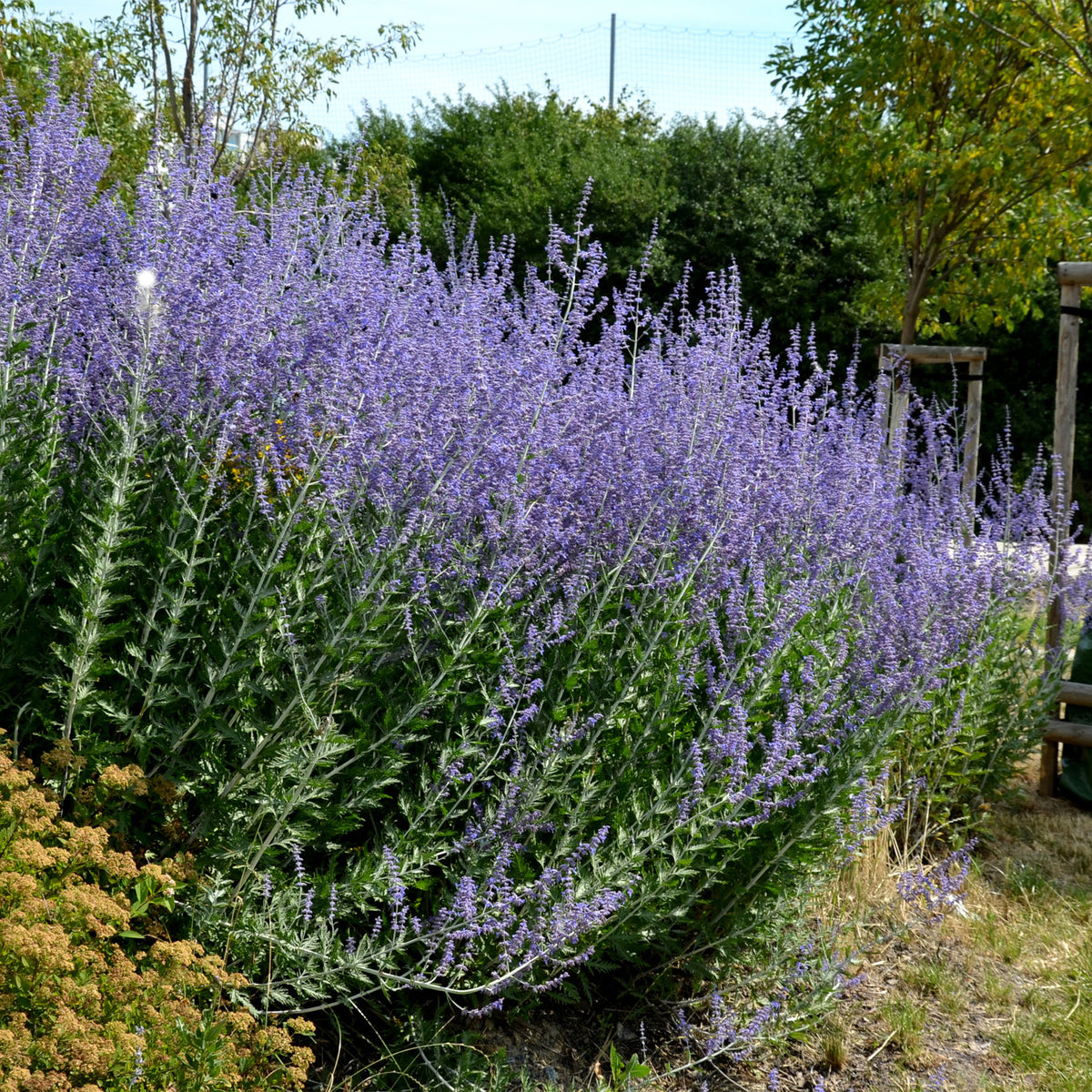 Perovskia atriplicifolia blue spire - Russische salie 'Blue Spire' - Salie
