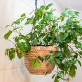 Koningswingerd 'Ellen Danica' - Cissus ellen danica - Willemse