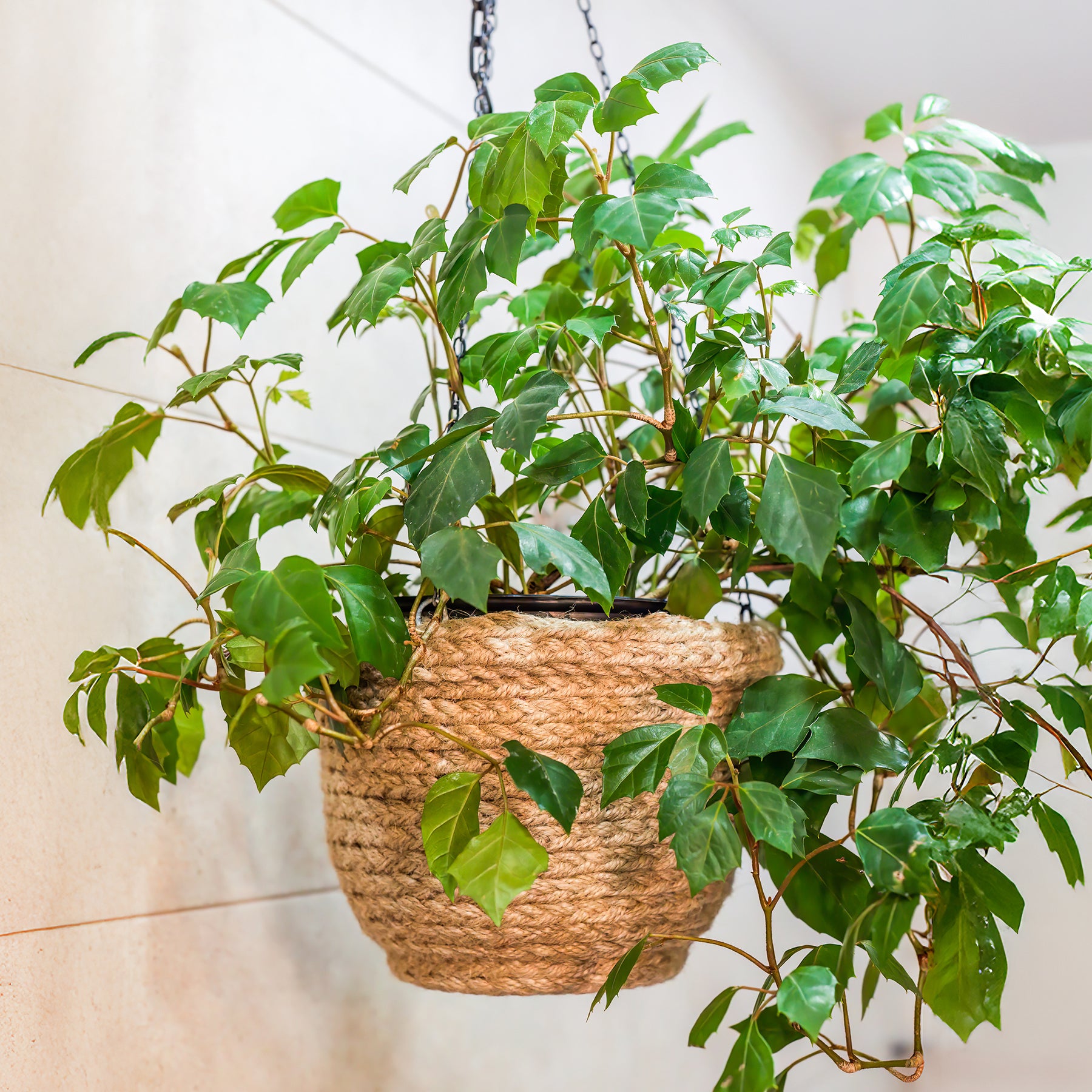 Koningswingerd 'Ellen Danica' - Cissus ellen danica - Willemse