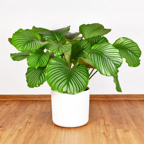 Bidplant Calathea orbifolia - Calathea orbifolia - Willemse