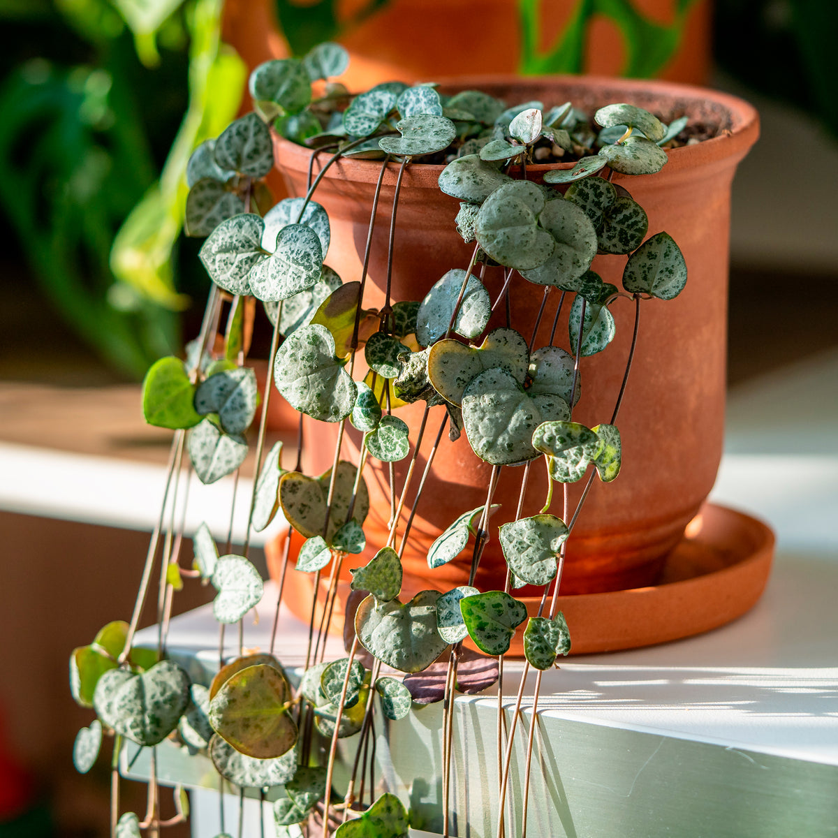 Chinees lantaarntje - Ceropegia woodii - Willemse