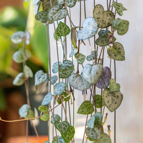 Vetplanten voor binnen - Chinees lantaarntje - Ceropegia woodii