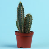 Zuilcactus Polaskia chichipe - Willemse