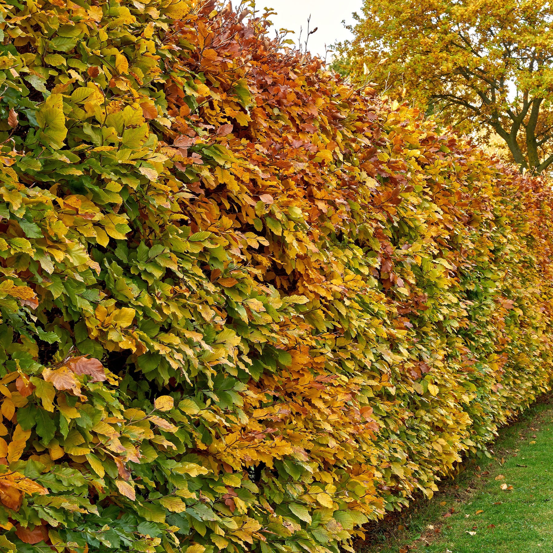 Verkoop Beuk - Beukenhaag