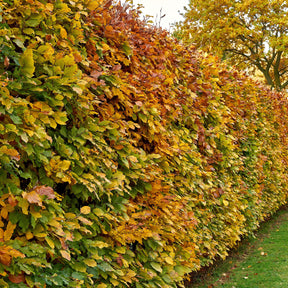 Verkoop Beuk - Beukenhaag