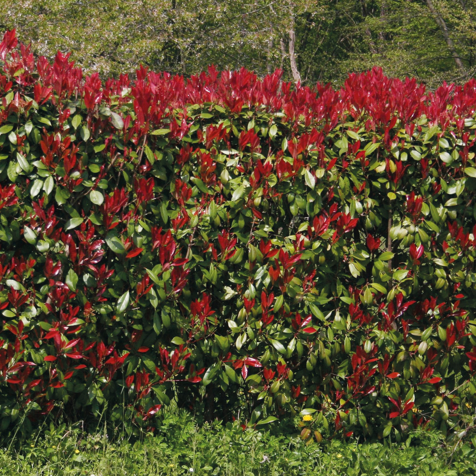 Photinia fraseri Red Robin - Glansmispel 'Red Robin' (x3) - Photinia
