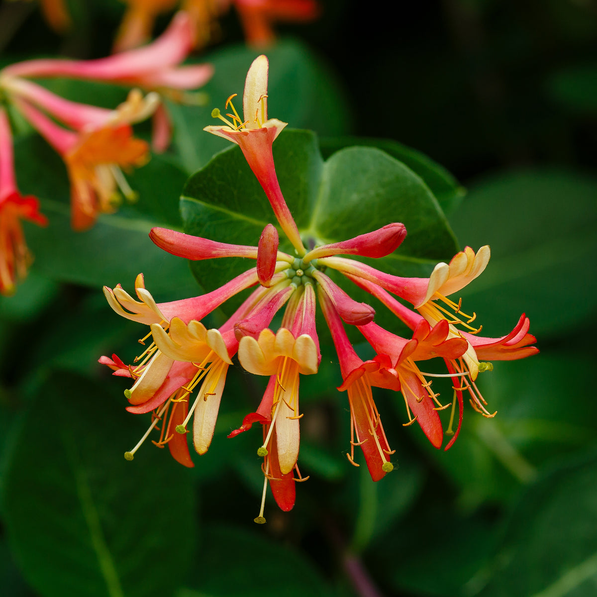 Kamperfoelie 'Dropmore Scarlet'