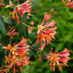 Kamperfoelie 'Dropmore Scarlet'
