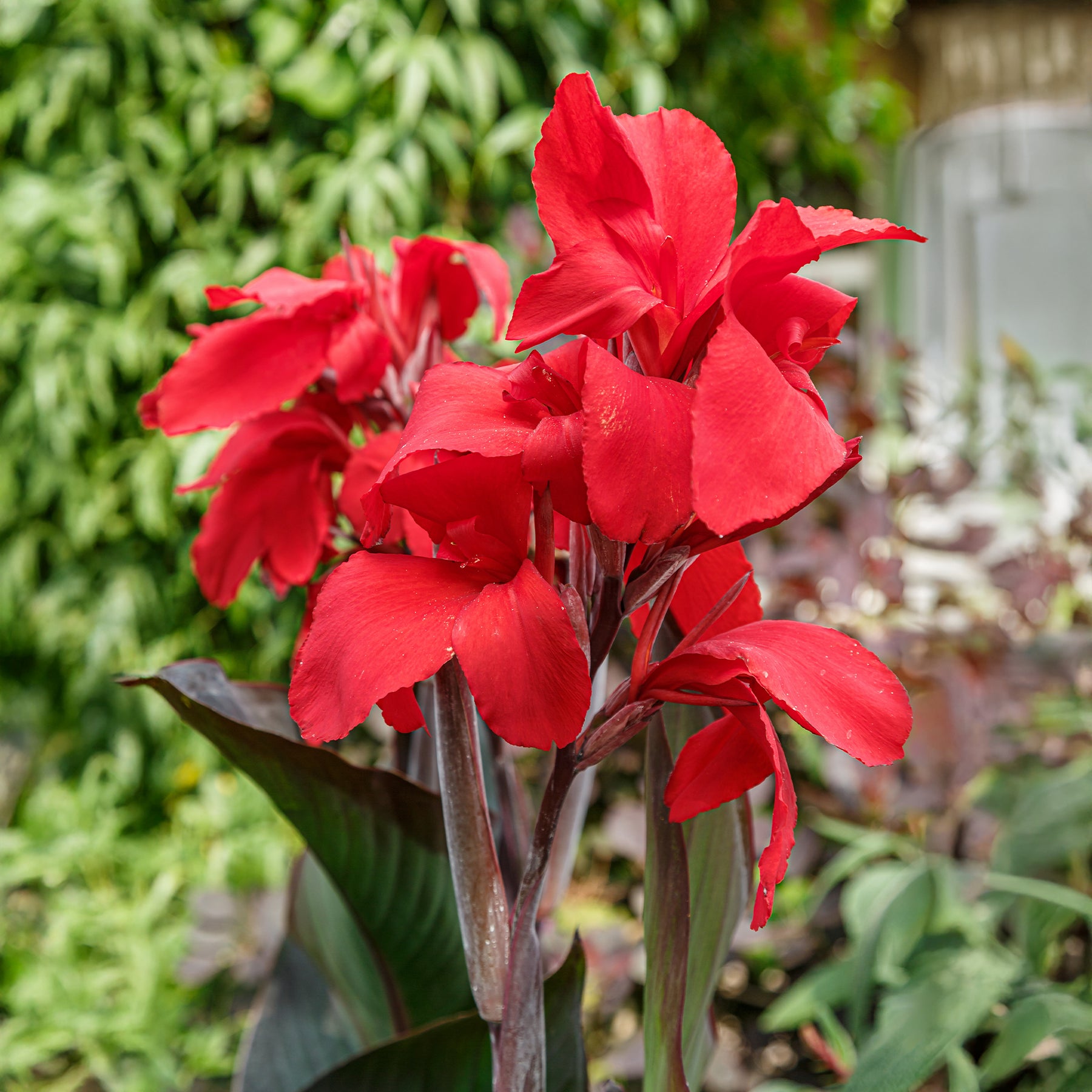 Canna 'red futurity' - Indisch bloemriet 'Red Futurity' (x2) - Canna - Kanna
