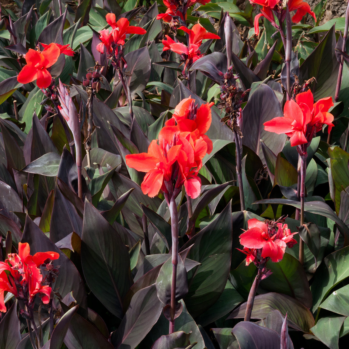 Canna - Kanna - Indisch bloemriet 'Red Futurity' (x2) - Canna 'red futurity'