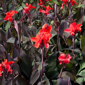 Canna - Kanna - Indisch bloemriet 'Red Futurity' (x2) - Canna 'red futurity'