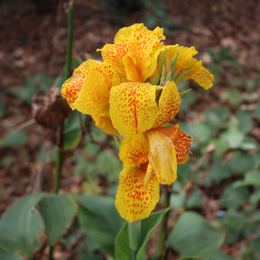 Indisch bloemriet 'Tropical Yellow' (x2) - Willemse