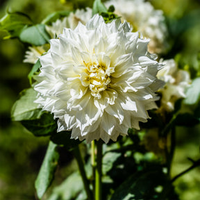Dahlia 'Fleurel' (x3) - Dahlia 'fleurel' - Willemse