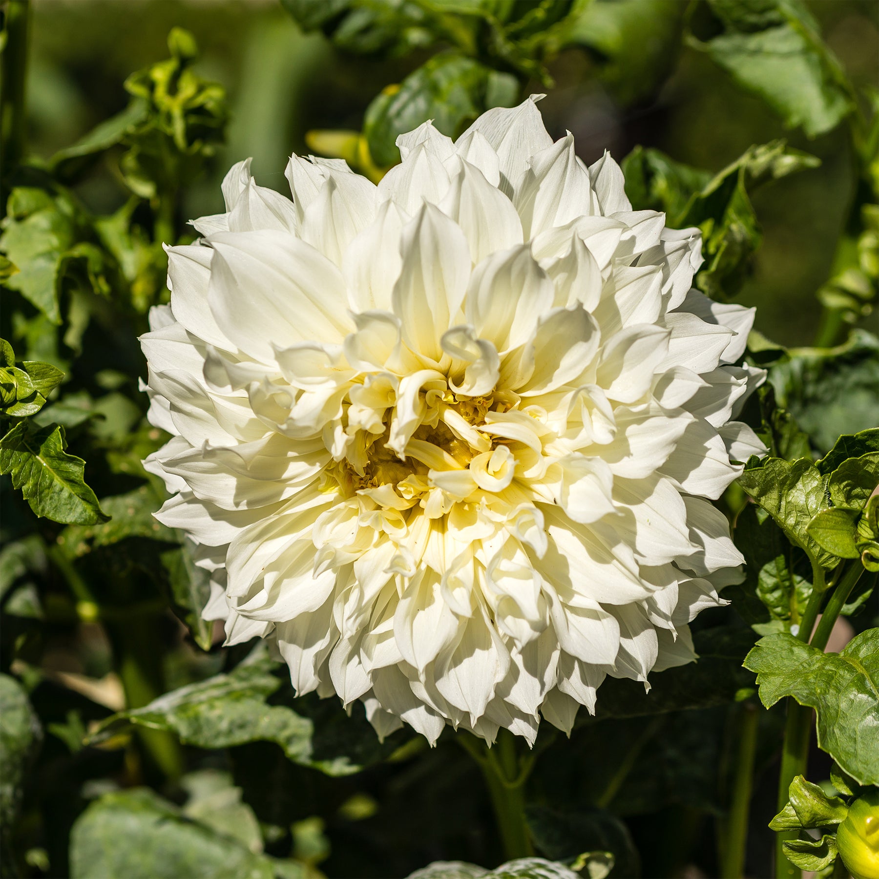 Dahlia 'Fleurel' (x3) - Willemse