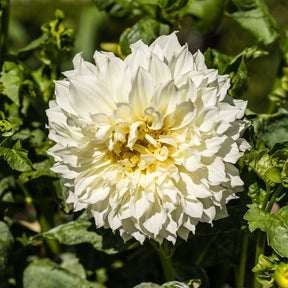 Dahlia 'Fleurel' (x3) - Willemse