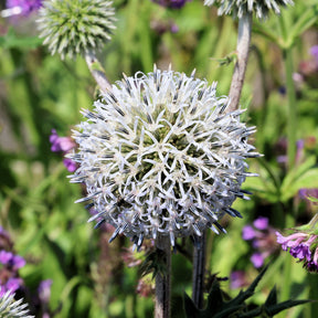 Kogeldistel 'Arctic Glow'