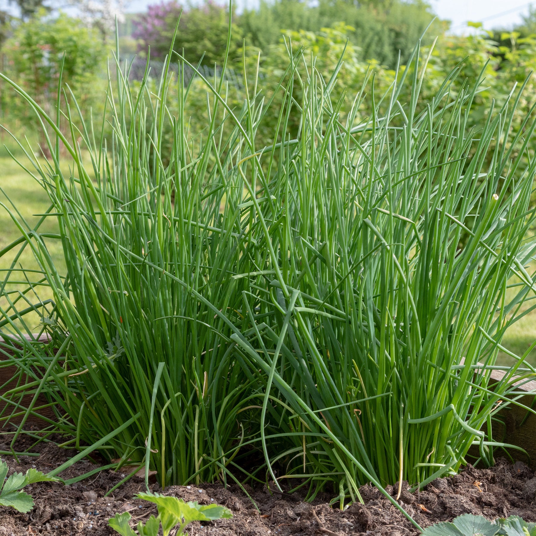 Bieslook - Allium schoenoprasum - Willemse