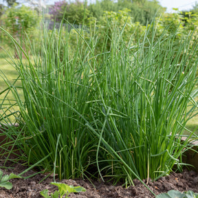 Bieslook - Allium schoenoprasum - Willemse