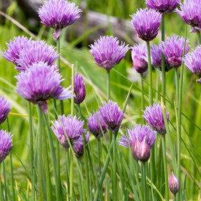Kruidenzaden - Bieslook - Allium schoenoprasum